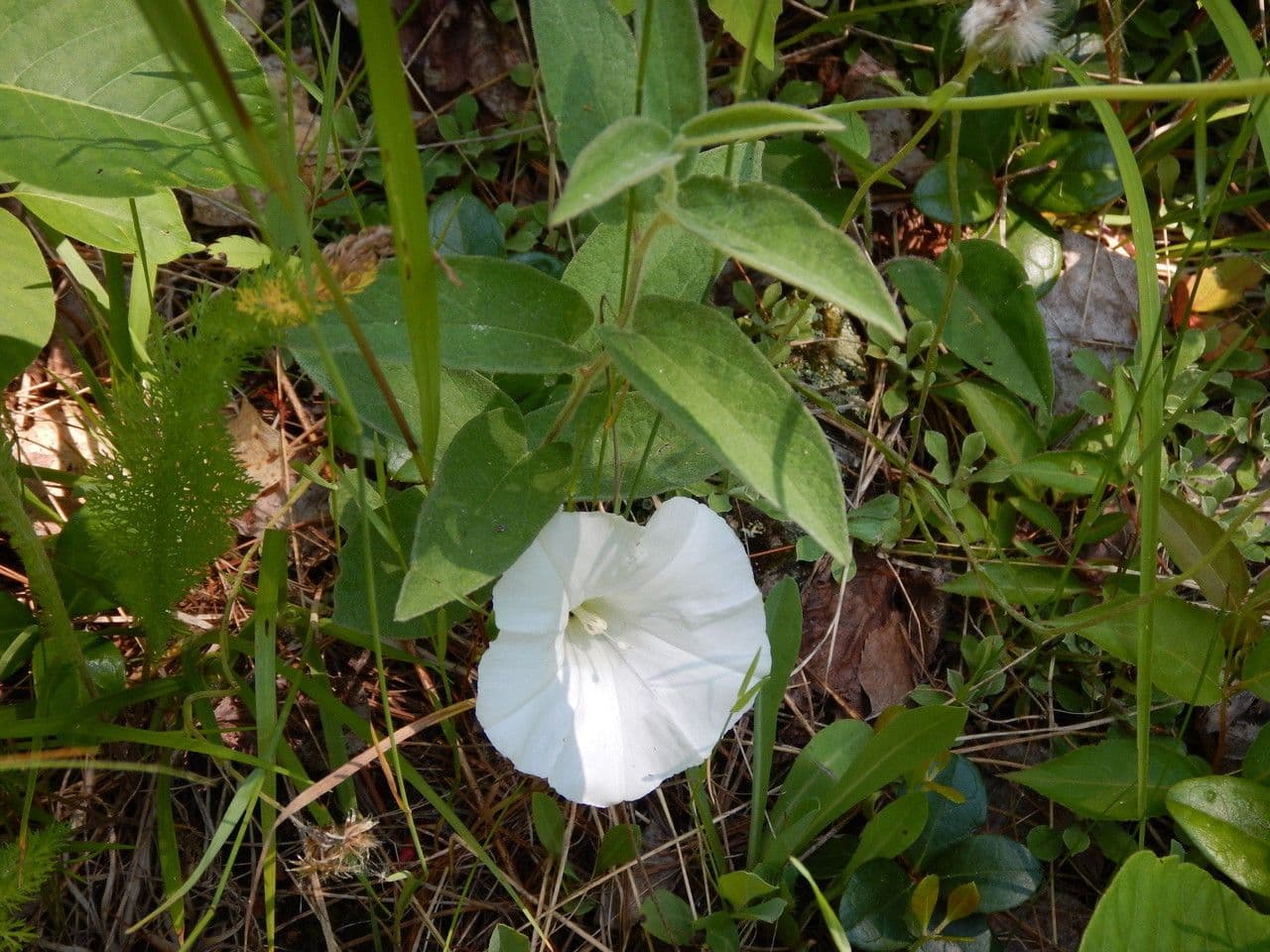 Calystegia spithamaea 5