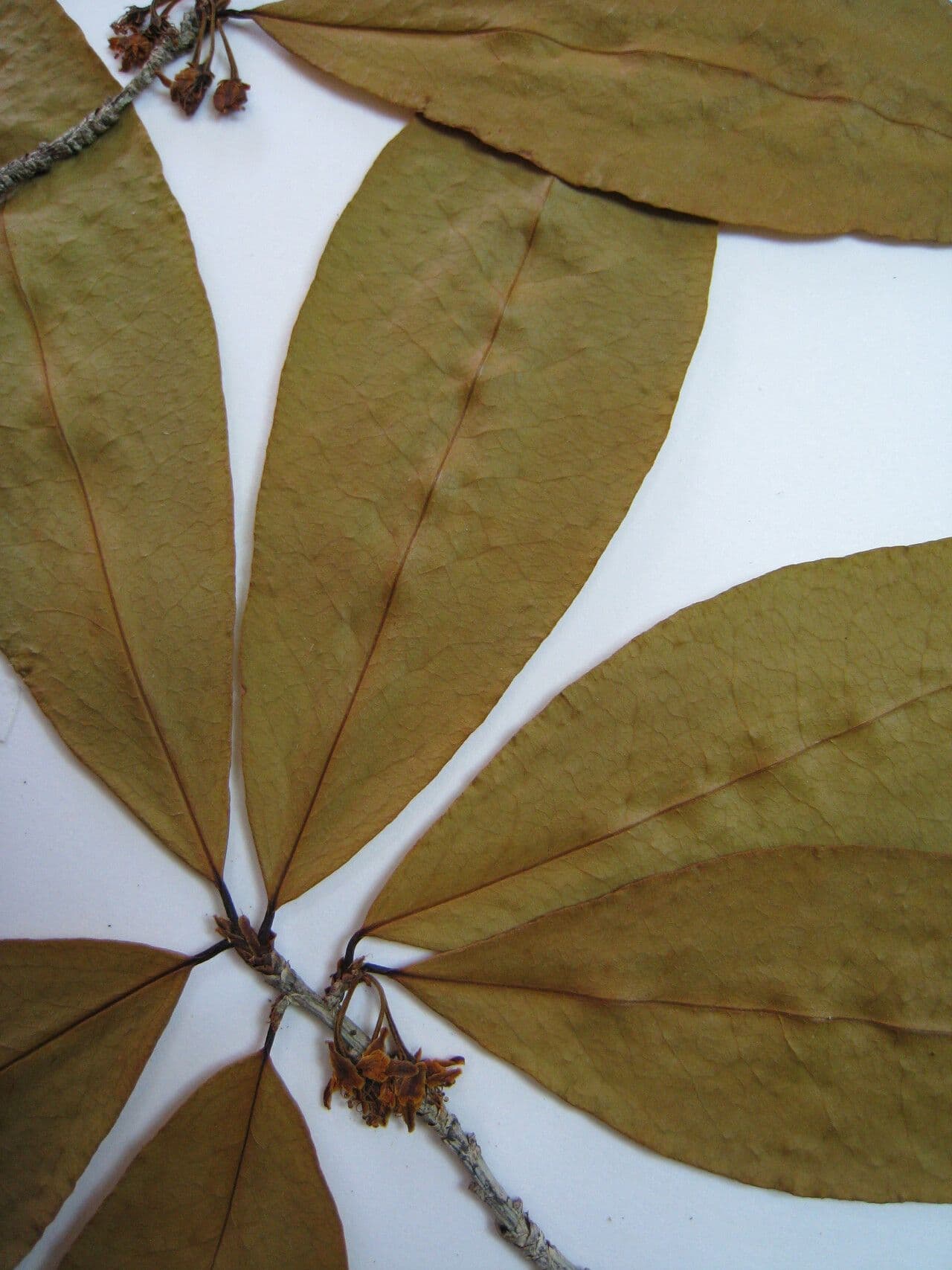 Erythroxylum 3