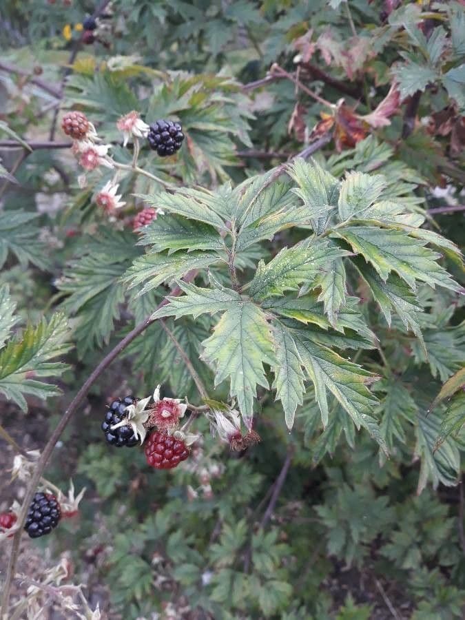 Schlitzblättrige Brombeere 17