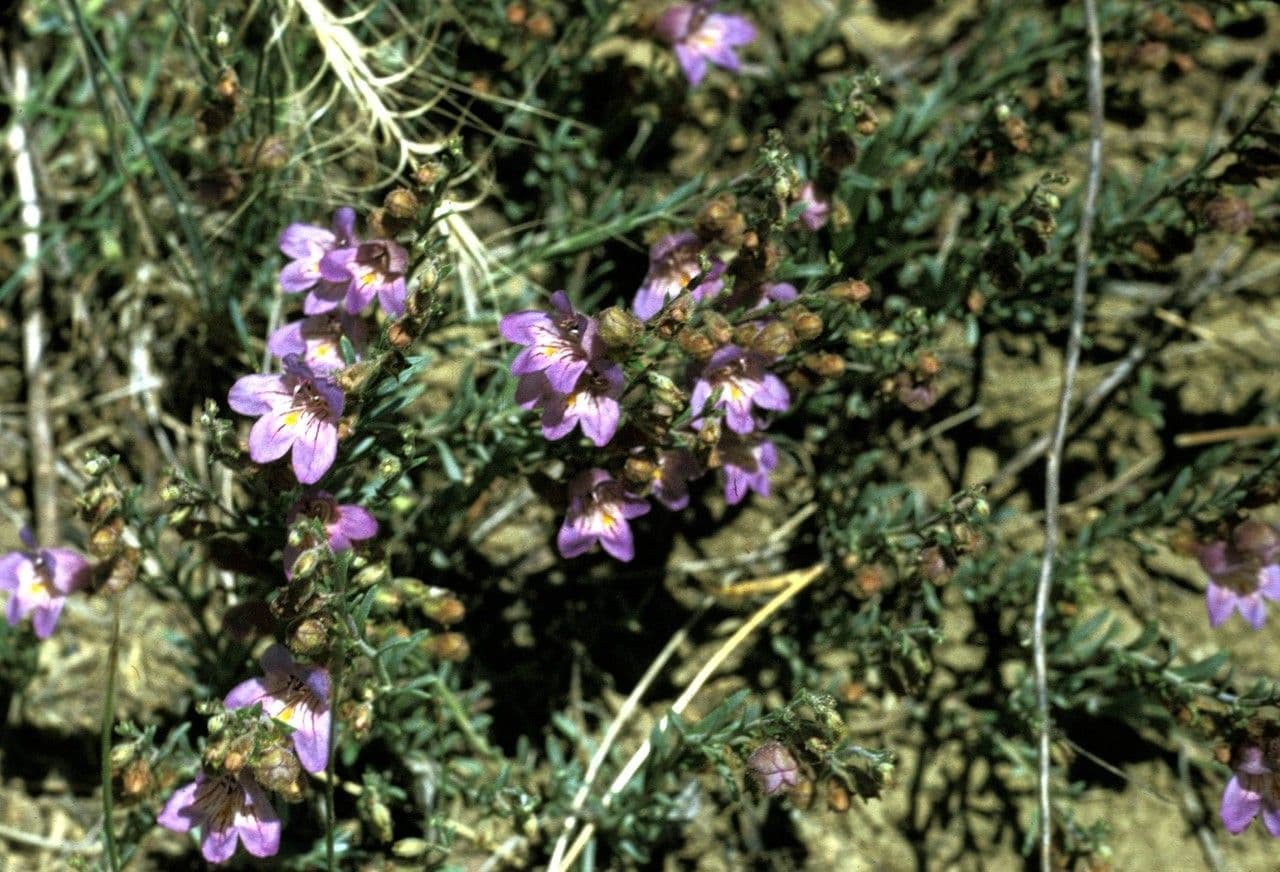 Penstemon tappezzante 4