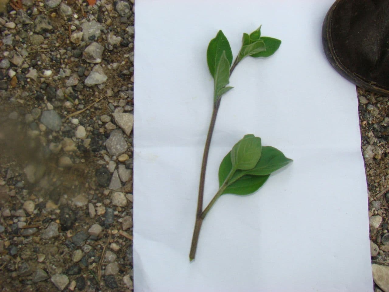 Salpichroa origanifolia 30