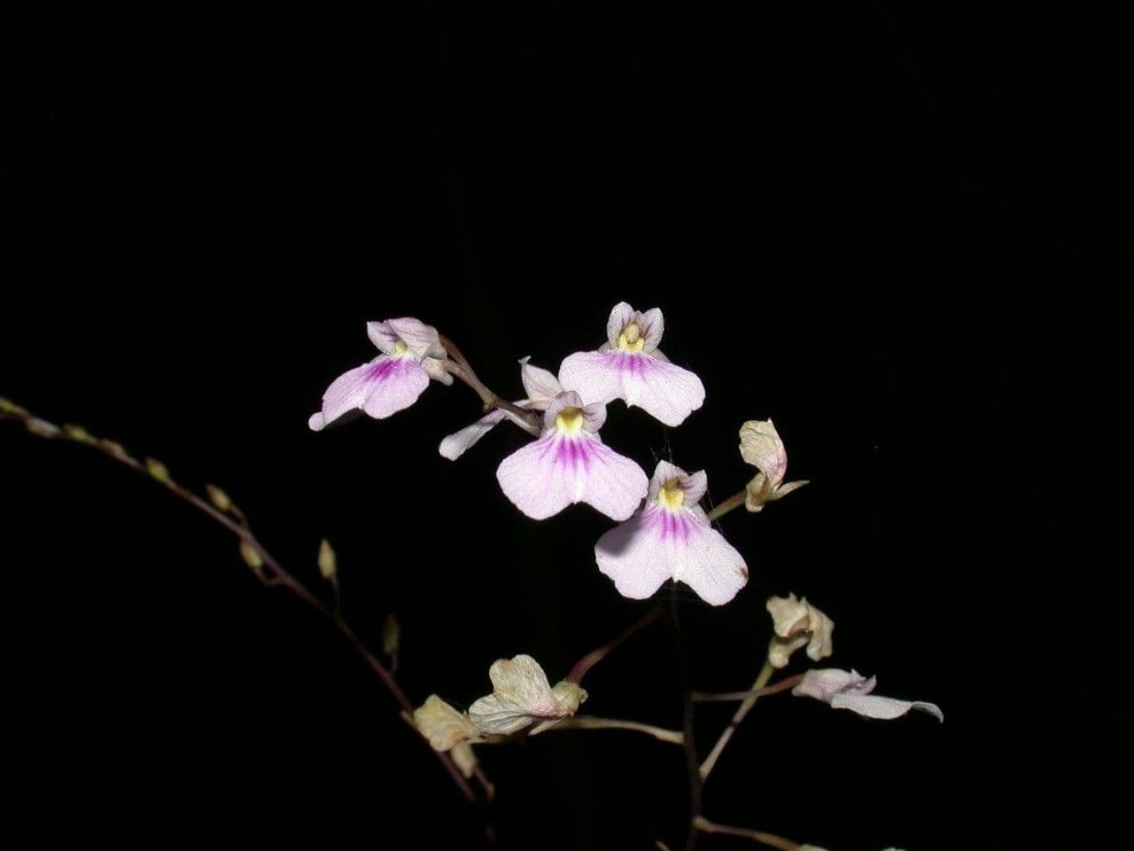 Ionopsis 17