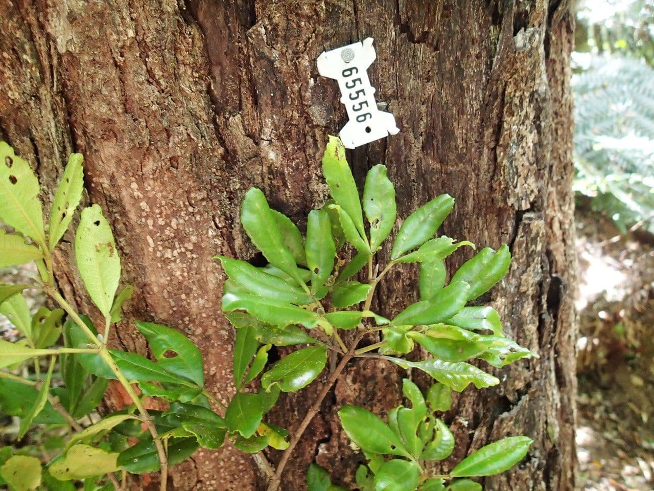 Cunonia 3