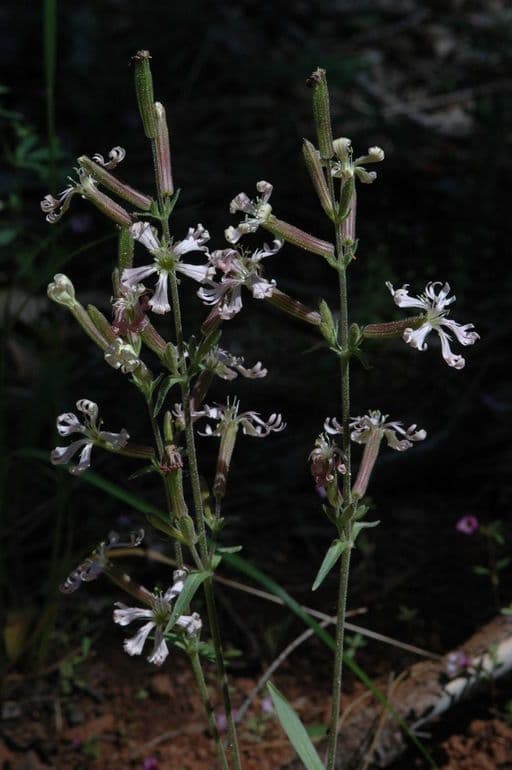 Silene 5