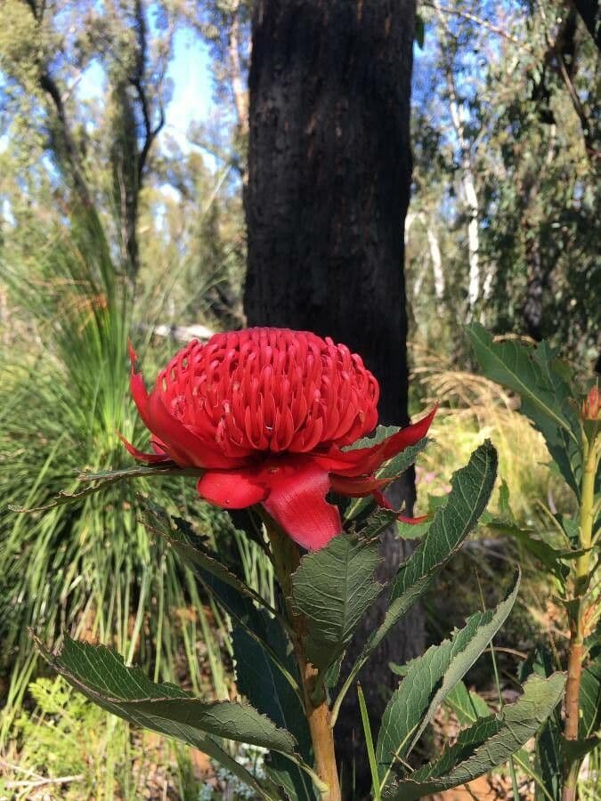 Telopea speciosissima 7