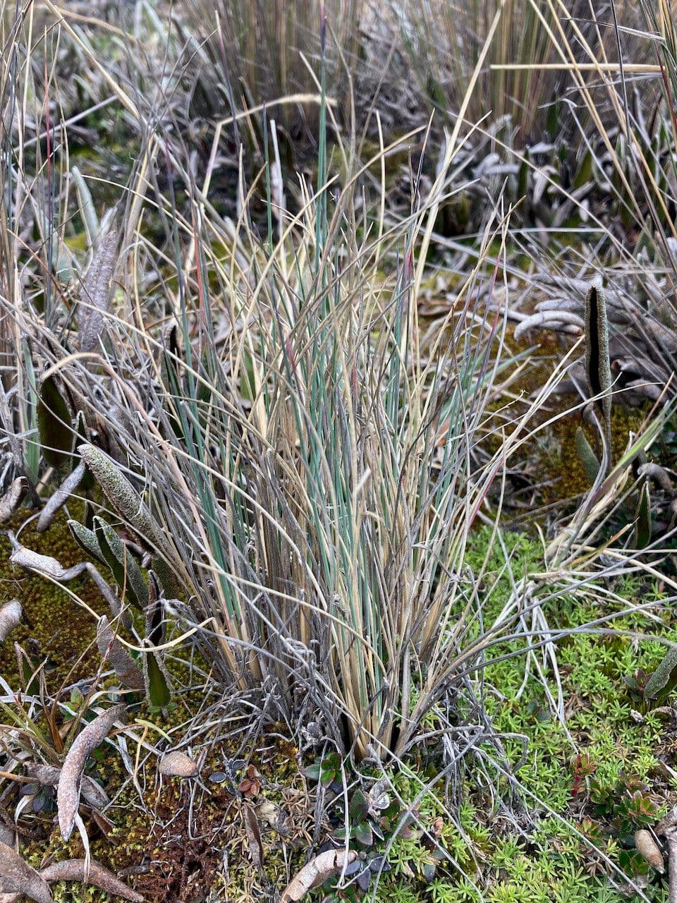 Festuca 6
