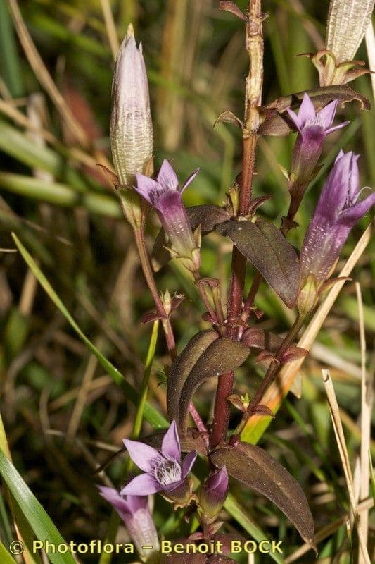 Genziana tedesca 22