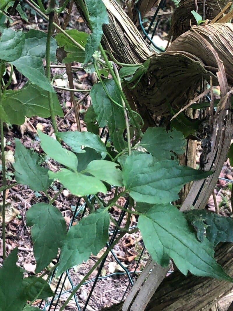 Clematis