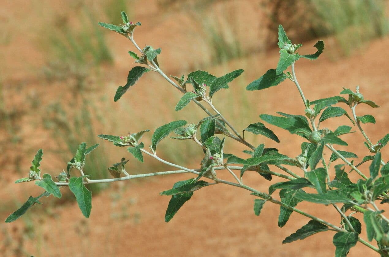 Chrozophora 18