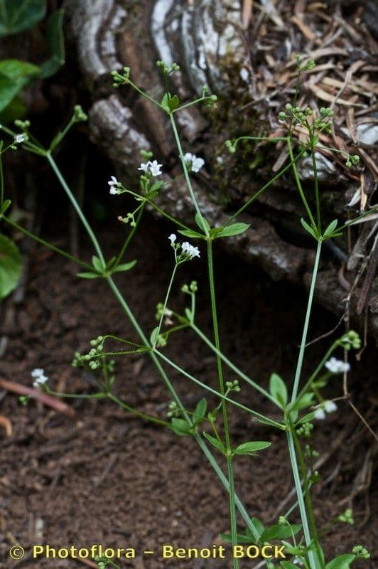 Asperula levigata