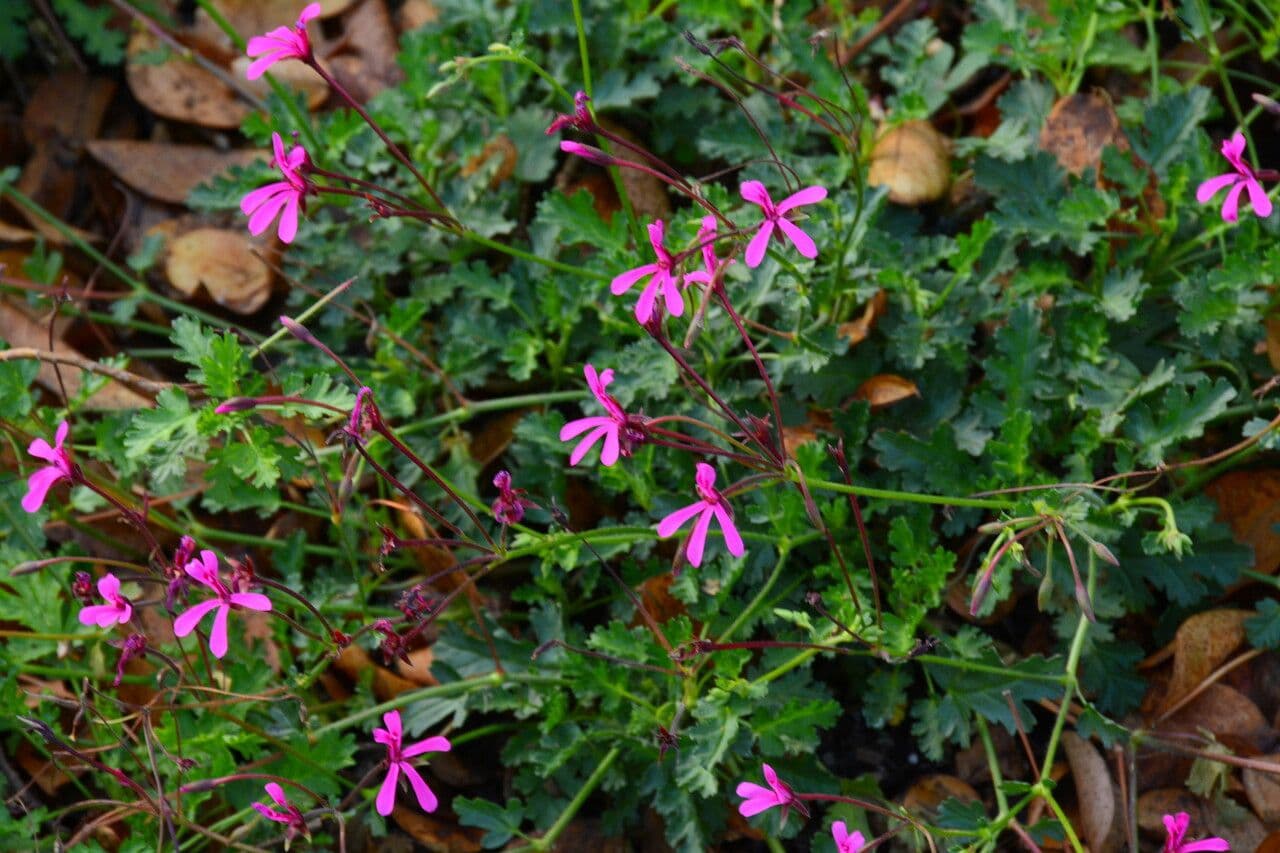 Geranium 4