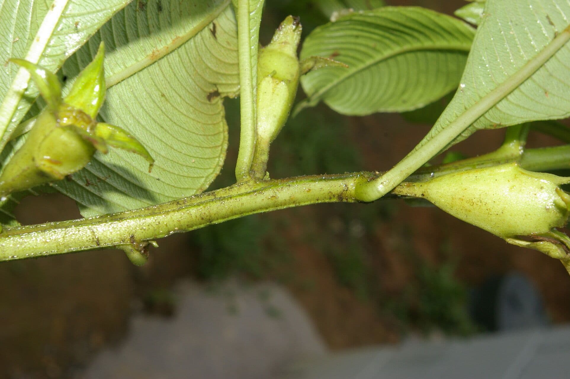 Ludwigia 14