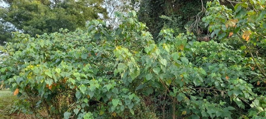 Croton 6