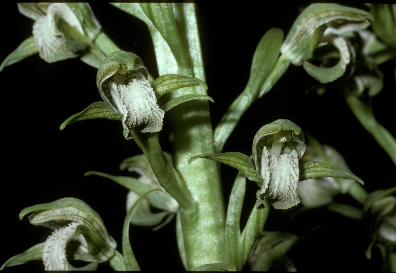 Chloraea