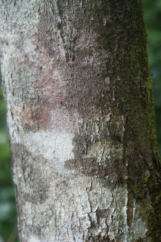 Syzygium 12