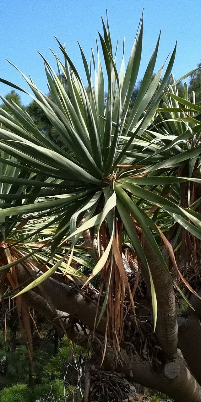 Dracaena 7