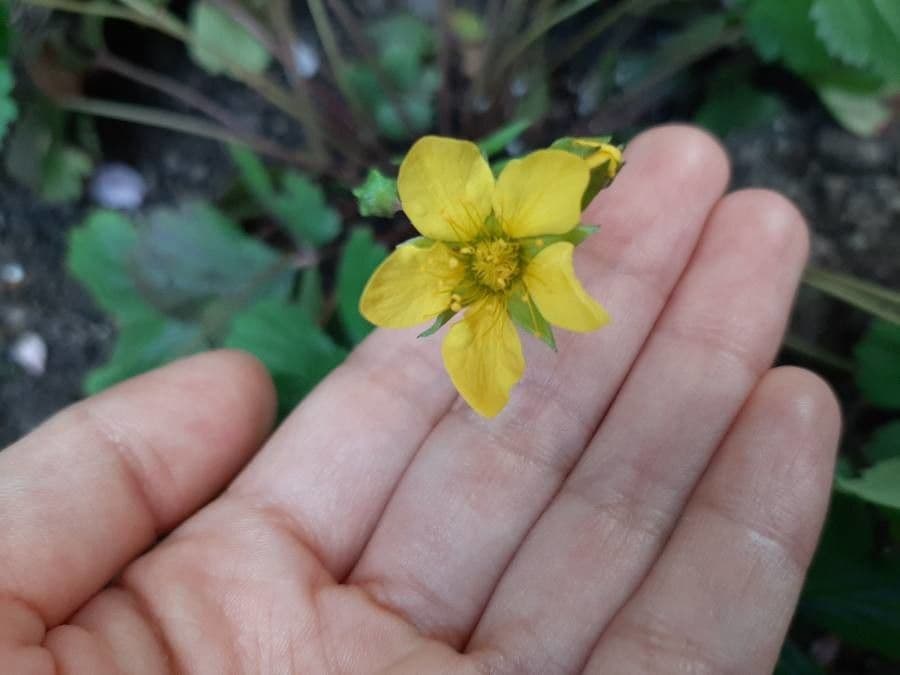 Waldsteinia 5