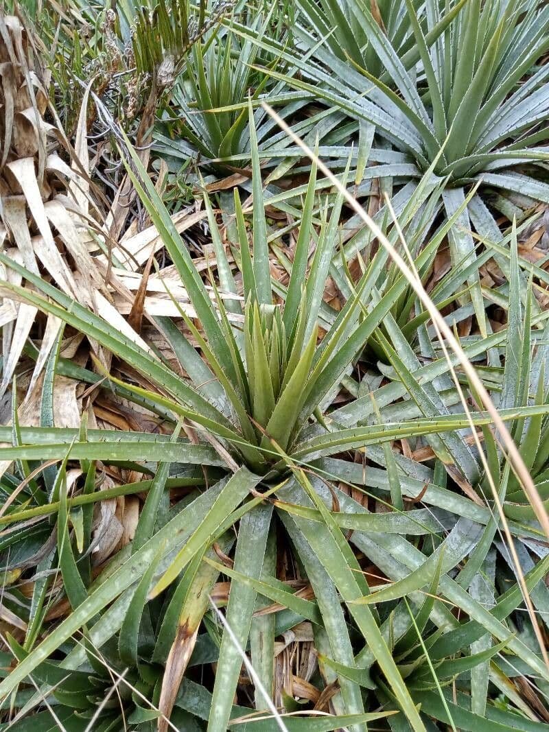 Puya 7
