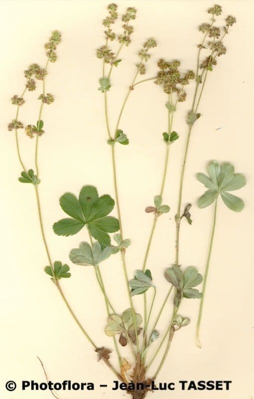 Alchemilla transiens 8