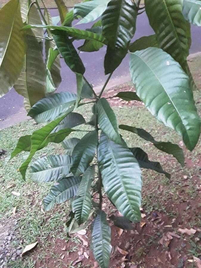Couma guianensis
