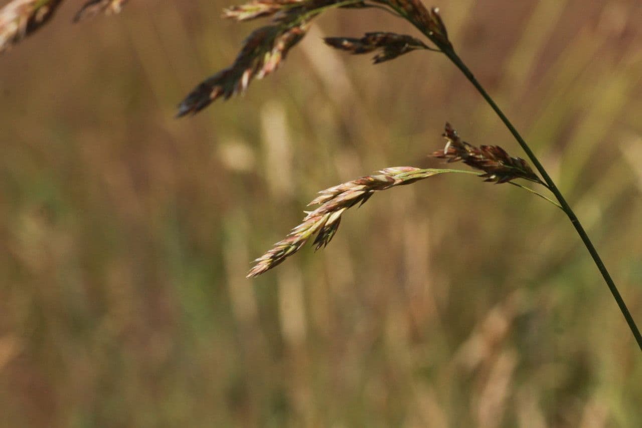 Festuca falascona 8