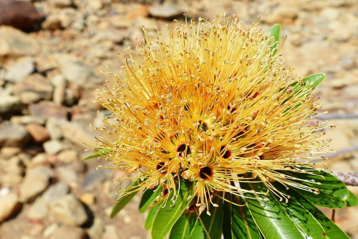 Xanthostemon 9