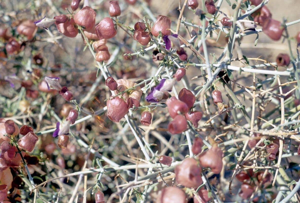 Scutellaria