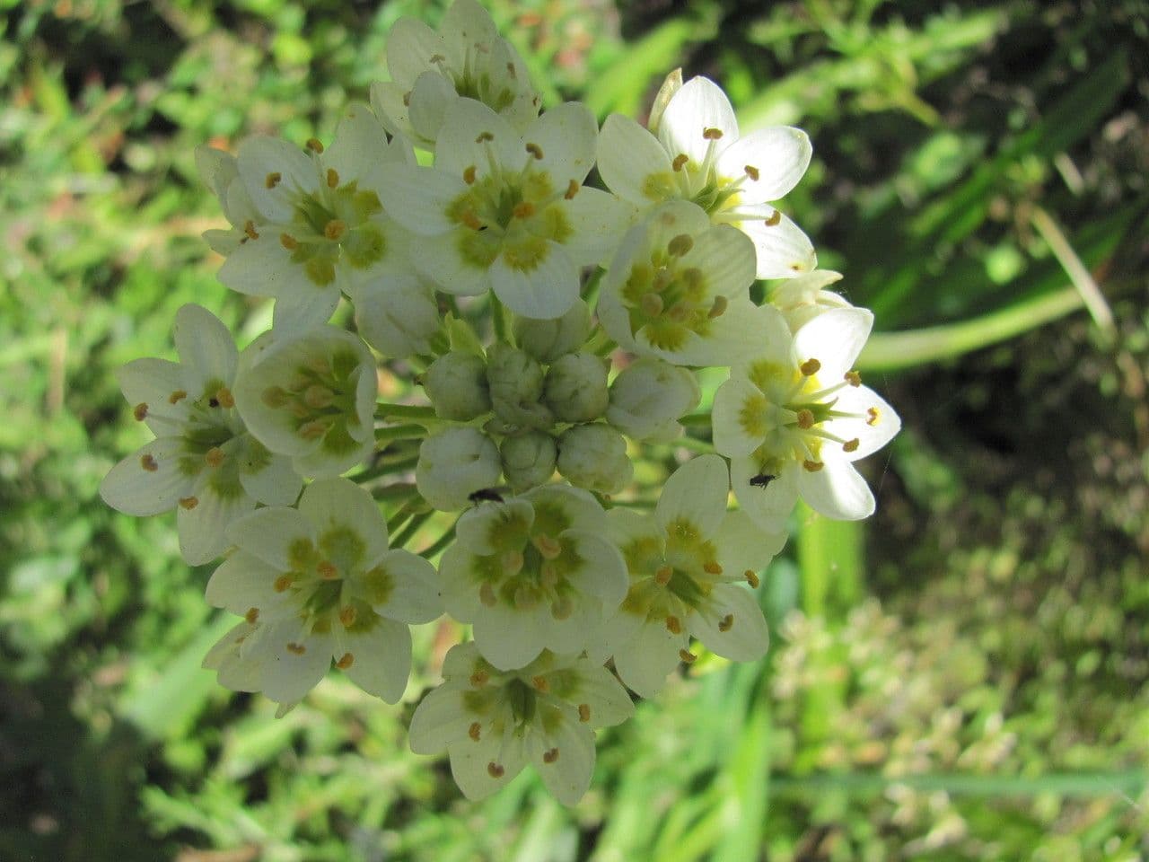 Toxicoscordion fremontii