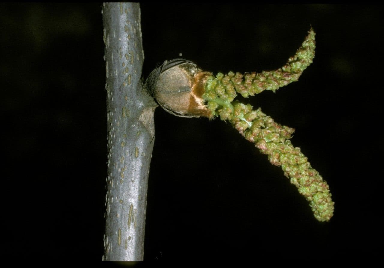 Carya ovata 9