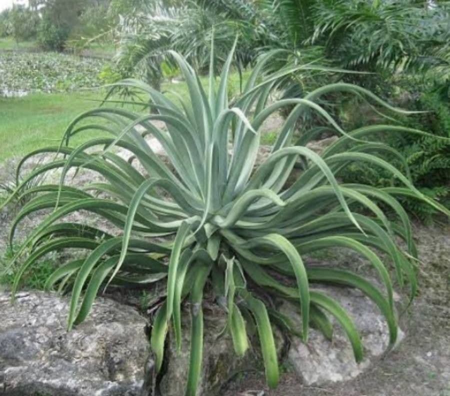 Agave polpo 5