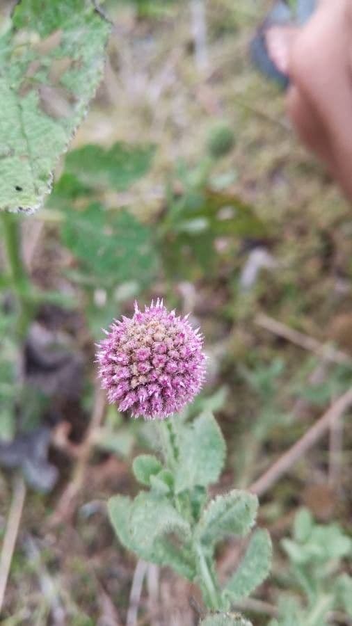 Sphaeranthus 5