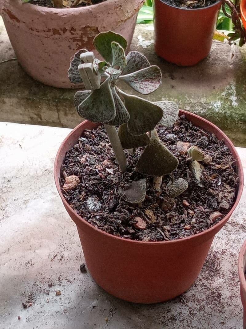 Kalanchoe romboidalna 15