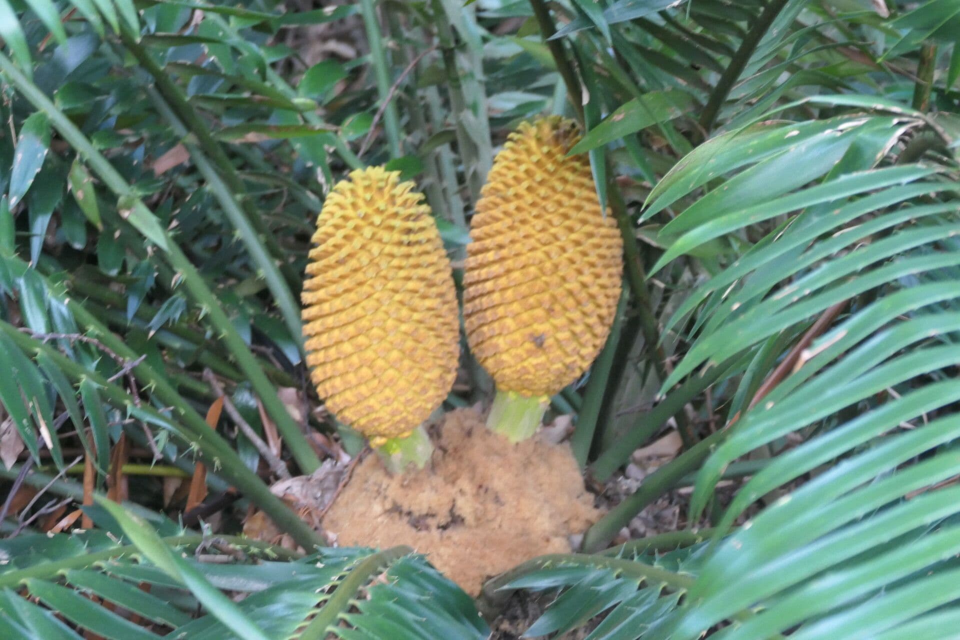 Encephalartos 3