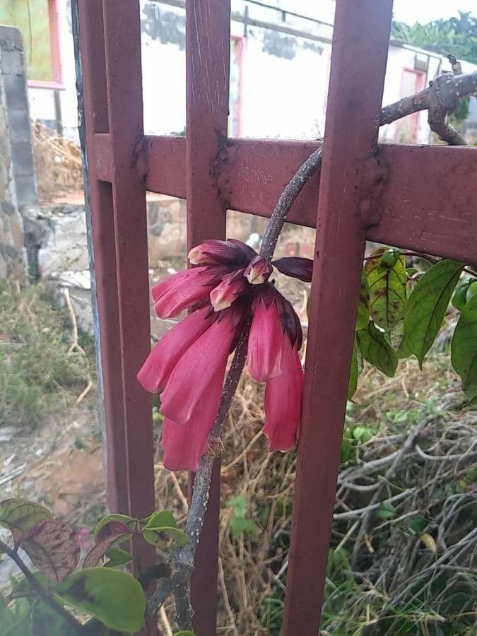 Tecomanthe 4