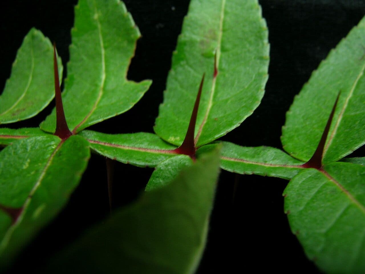 Zanthoxylum 13