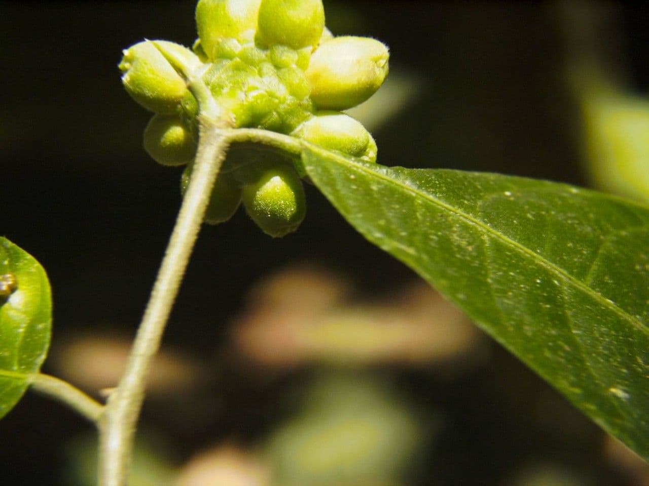 Perebea ispida 5