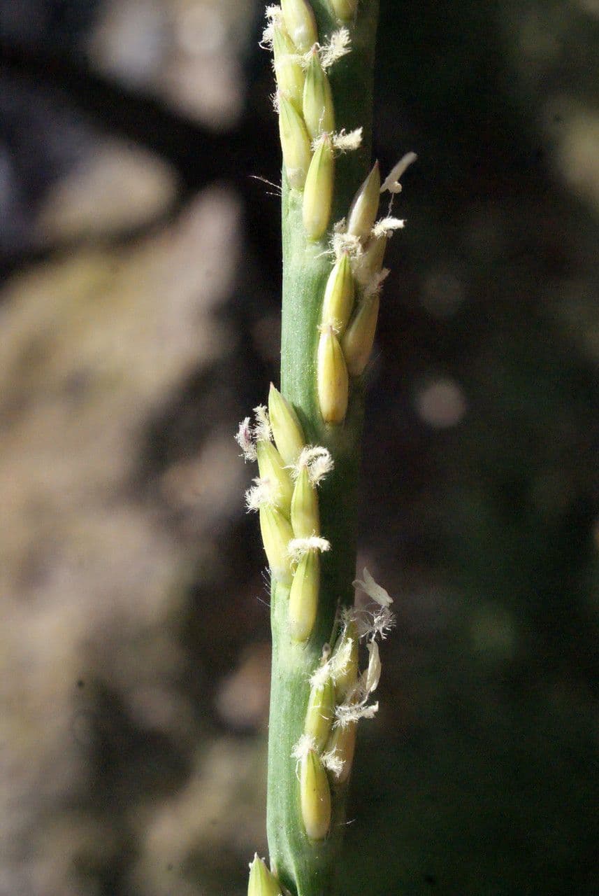 Stenotaphrum 5