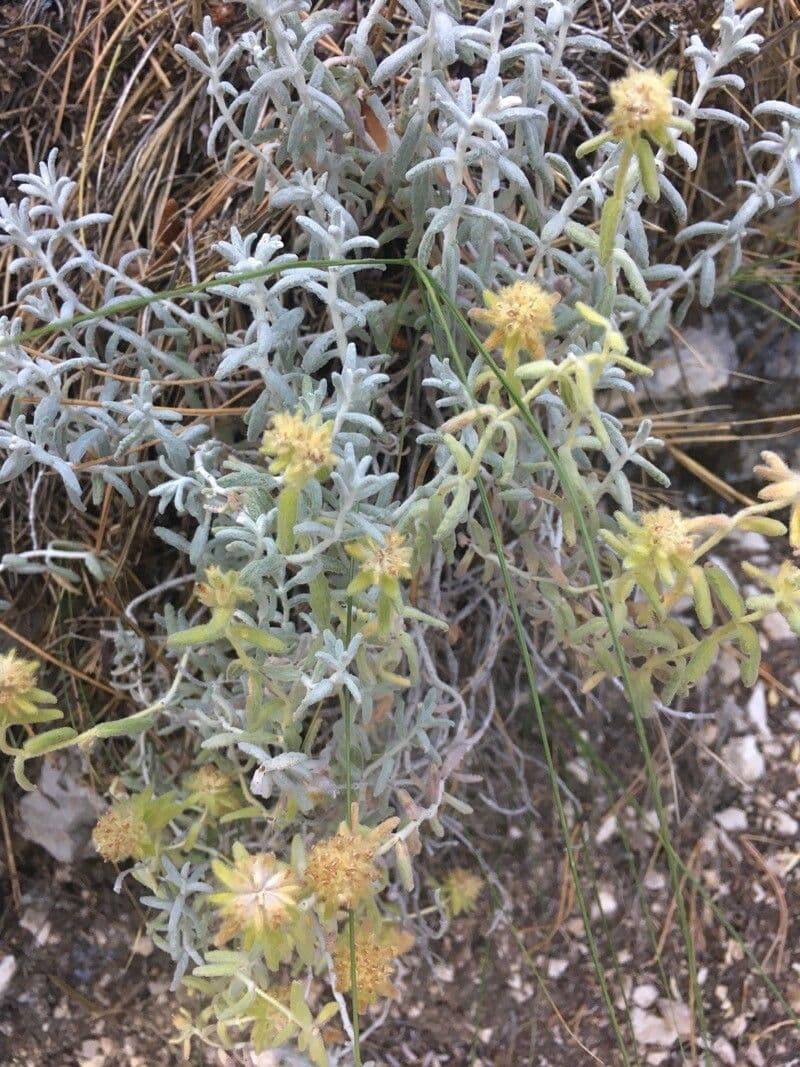 Teucrium 4