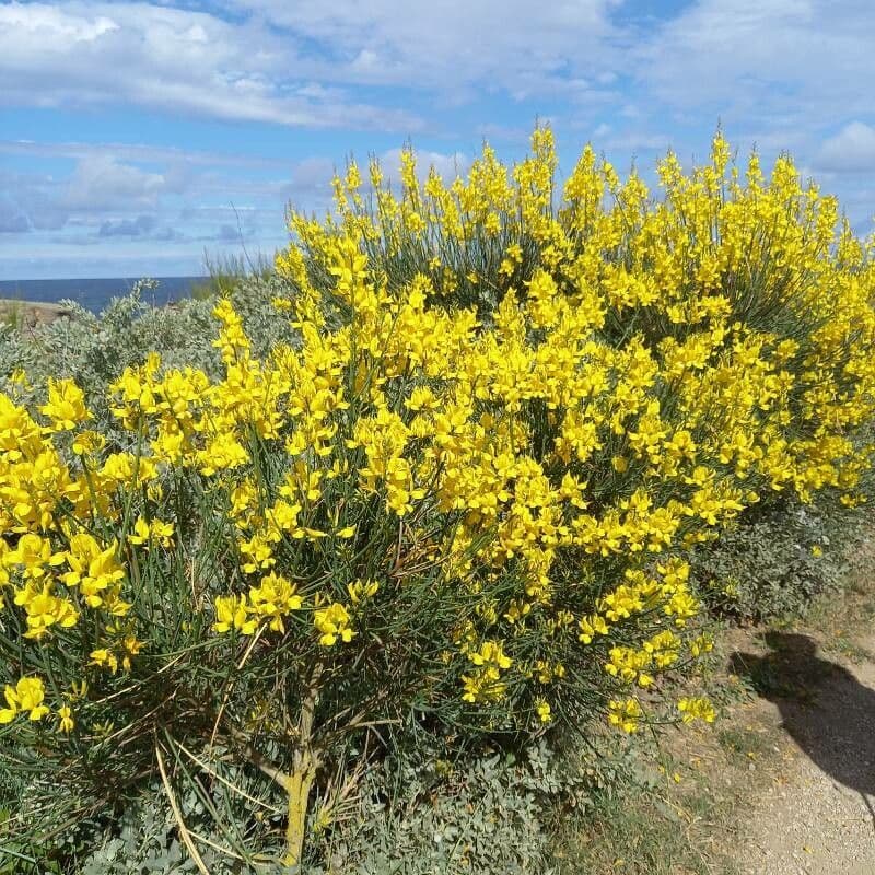 Ginestra odorosa 12