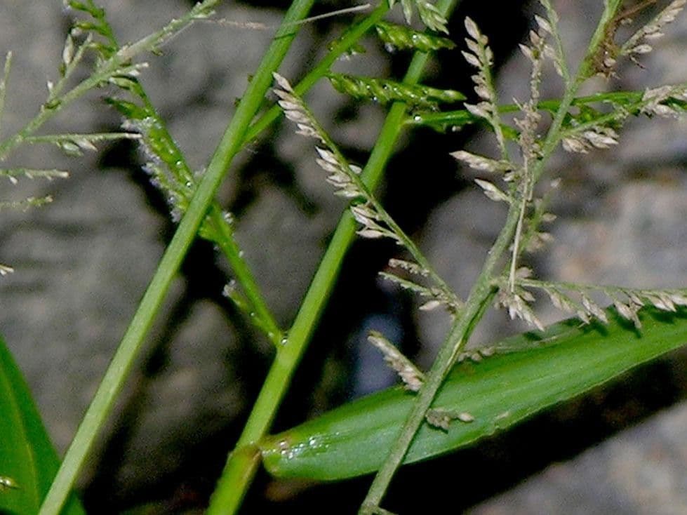 Panicum 9