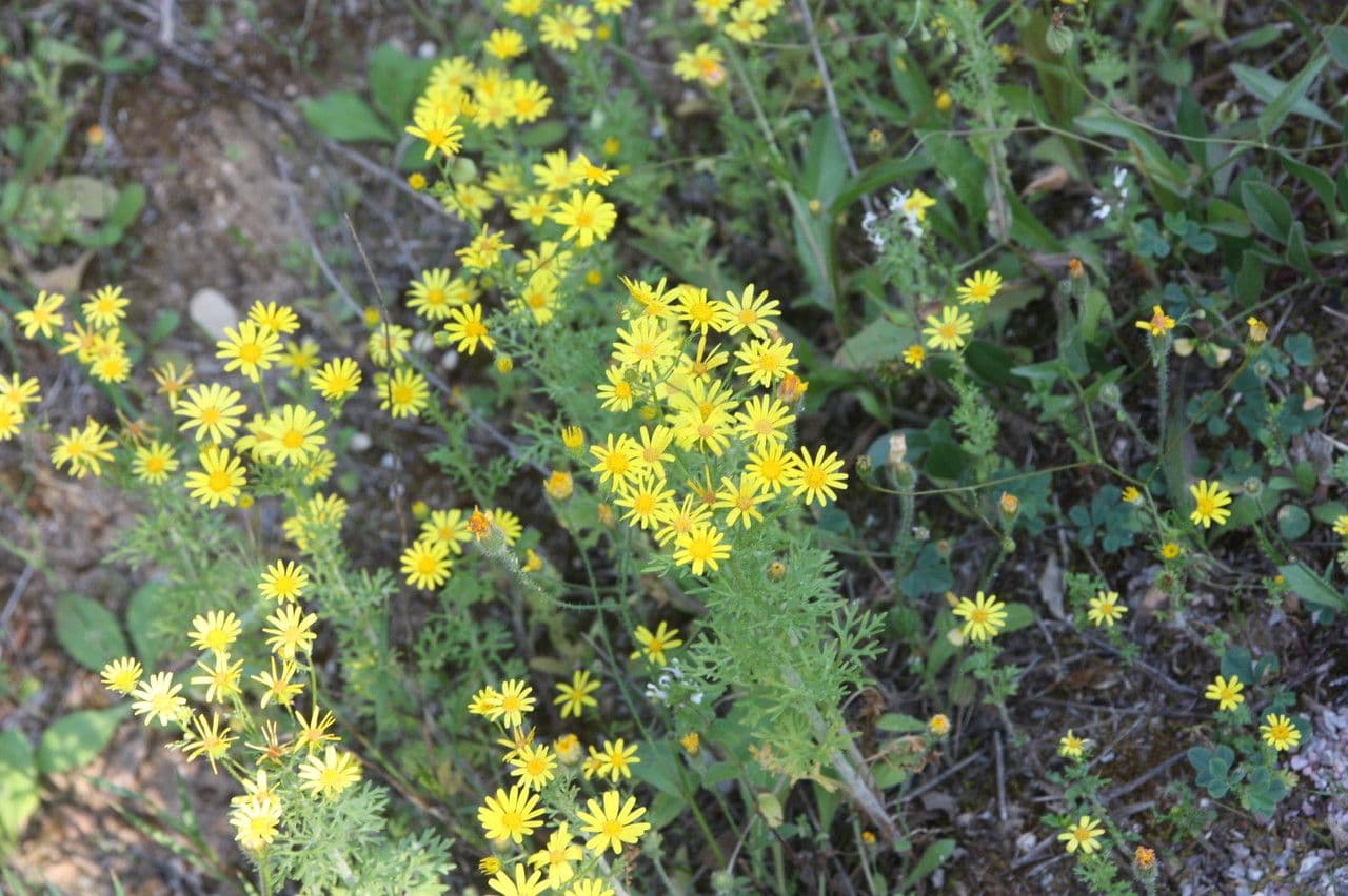 Jacobaea 4