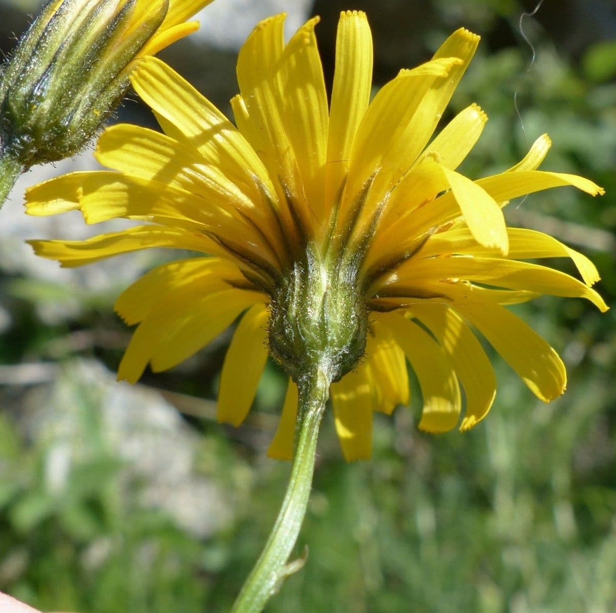 Radicchiella dolcigna 11