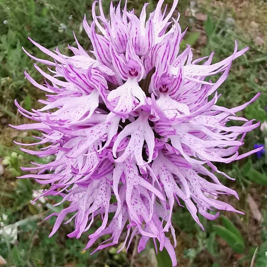 Orchide Uomo Nudo 2