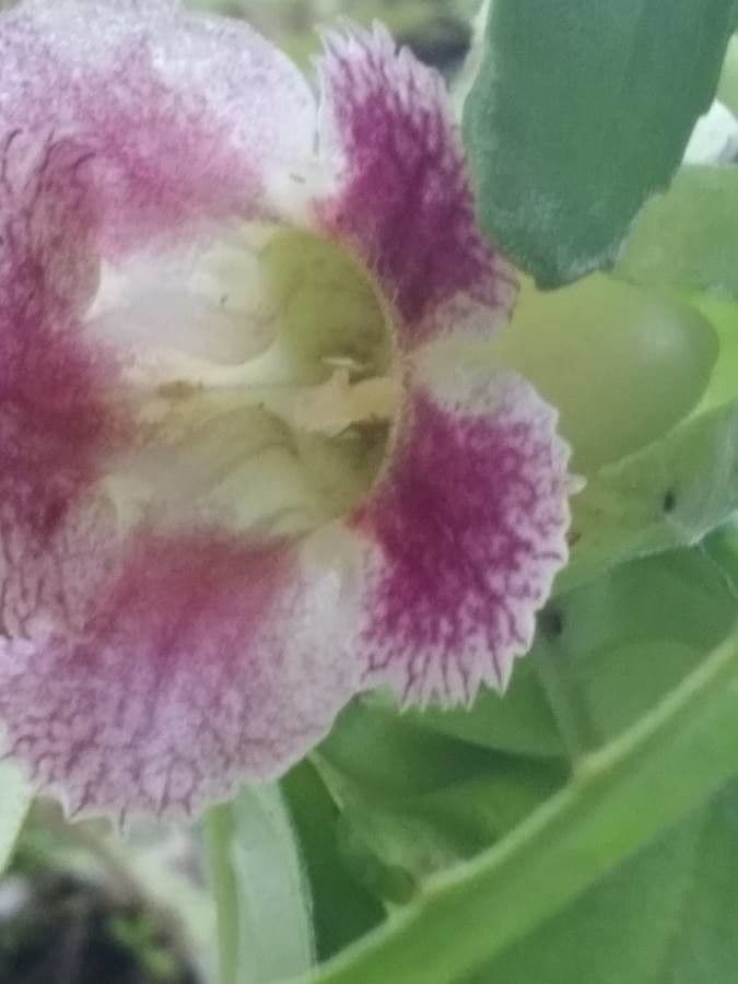 Drymonia seghettata 10