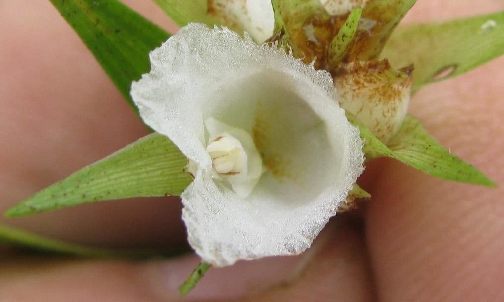 Elleanthus 3