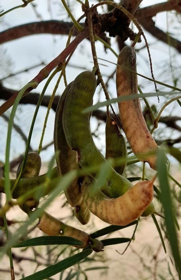 Mimosaceae 3
