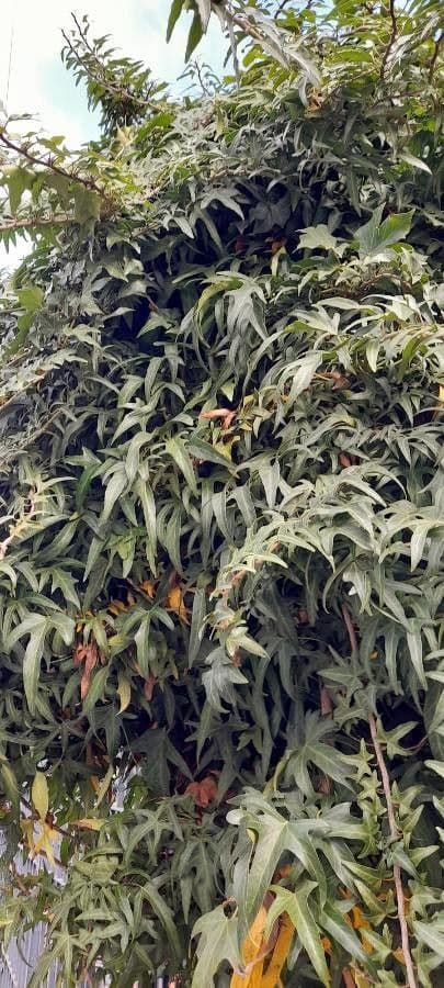 Edera nepalese 6