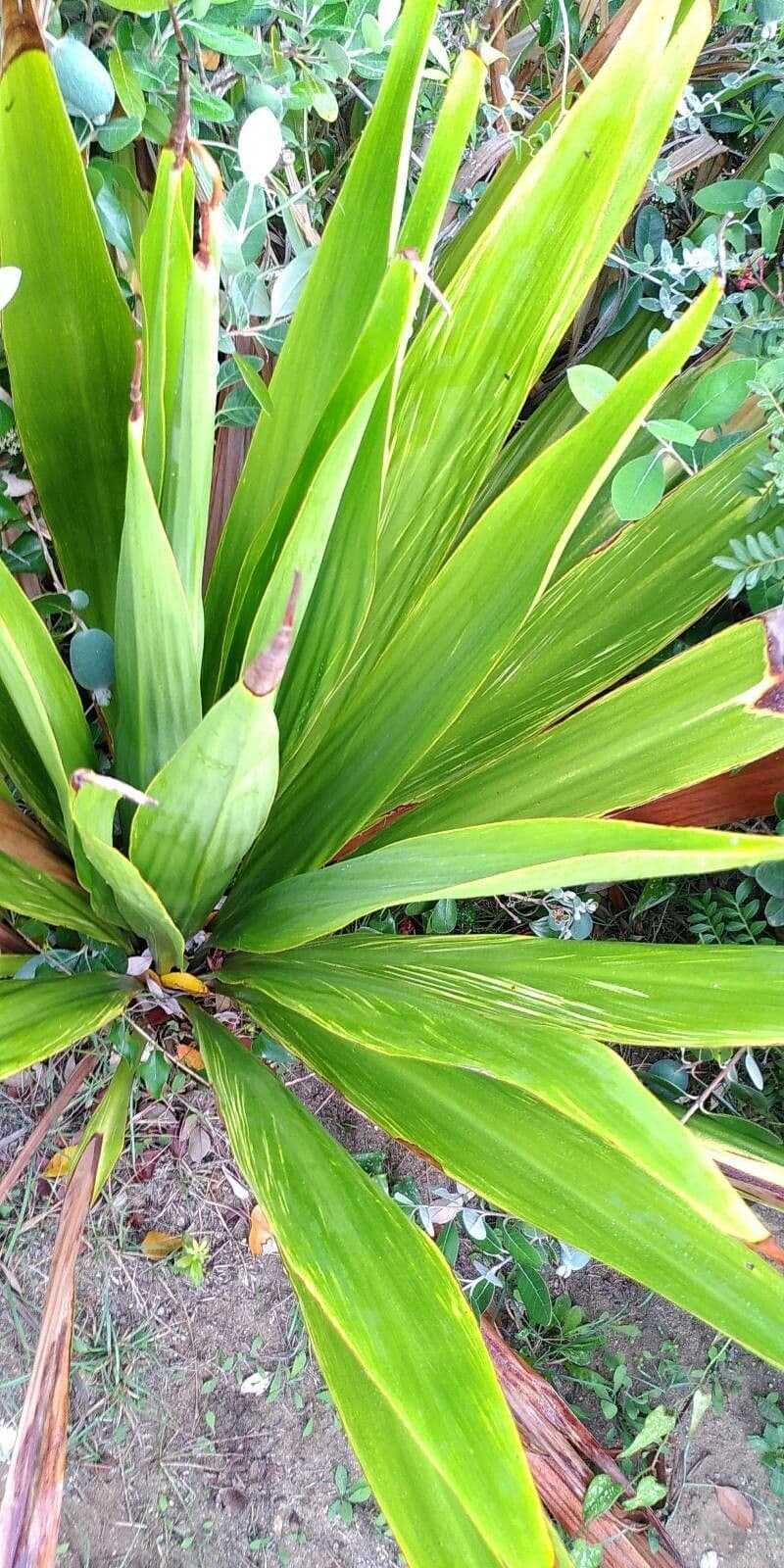 Doryanthes 13