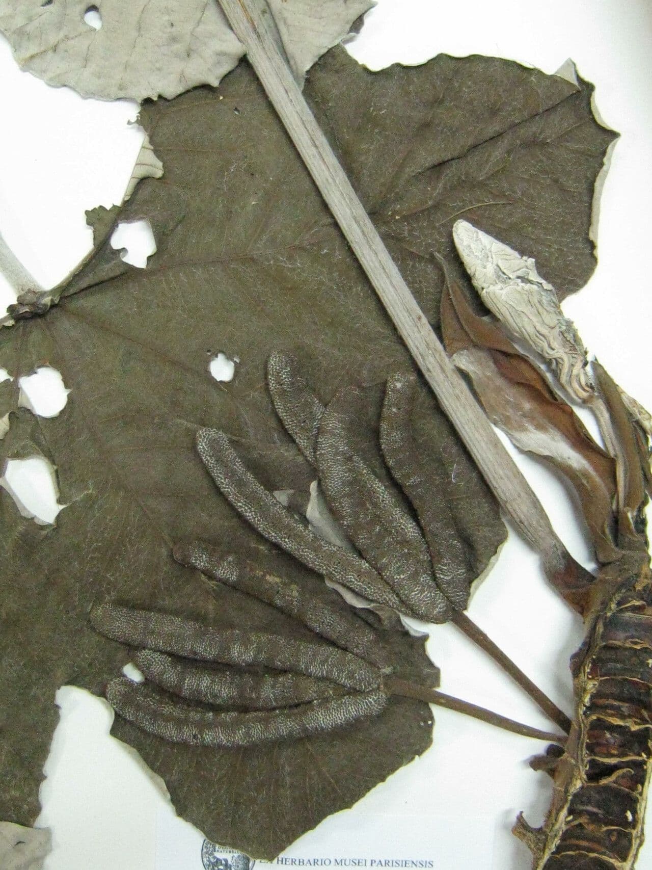 Cecropia 15