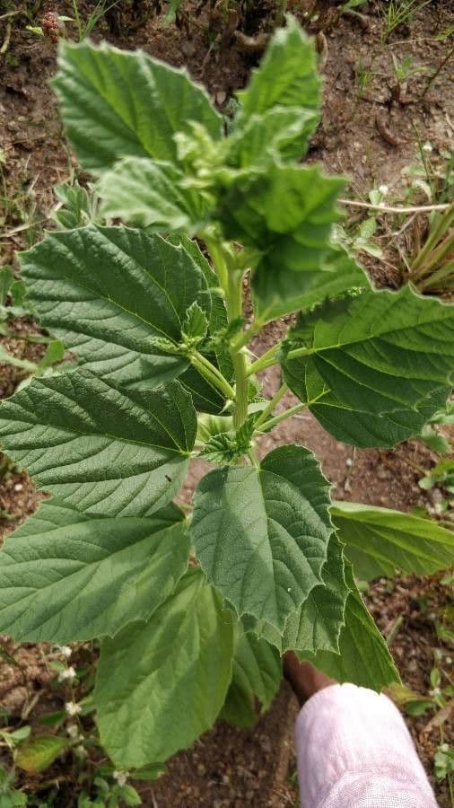 Cullen corylifolium 10